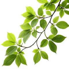 Naklejka premium Vibrant green leaves on a dark background