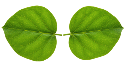 Two vibrant green leaves joined at the stem.