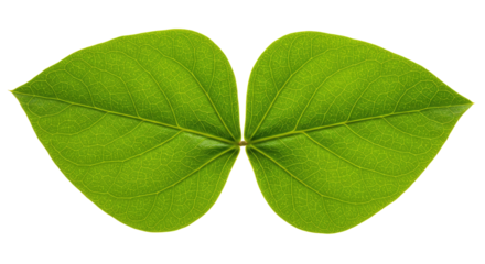 Two vibrant green leaves joined together 1.