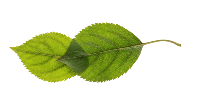 Two vibrant green leaves overlapping gently.