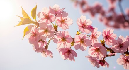 Obraz premium Cherry Blossom Branch in Sunlight