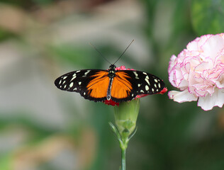 Tiger-Passionsblumenfalter - Tiger longwing
