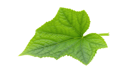 vibrant green leaf detailed view 2.