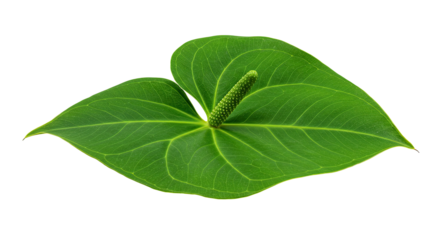 vibrant green leaf heart shape plant.