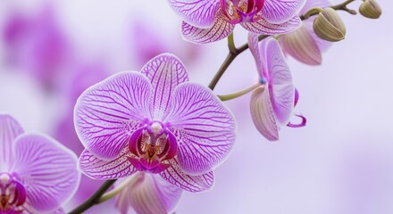 Close-up of a Beautiful Pink Orchid Flower