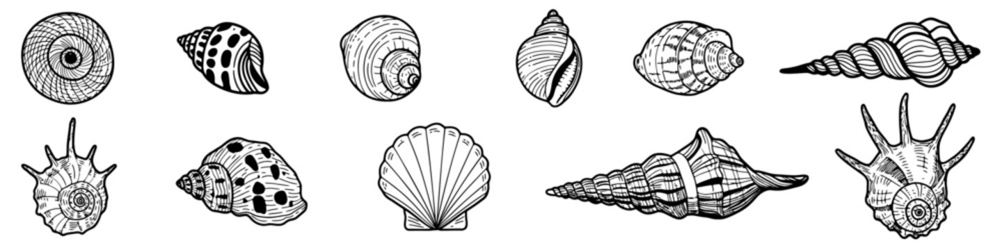 Black and white outline seashells. Linear images of sea shells isolated on white background. Vector illustration.