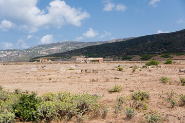 Donkeys at Asinara island in Sardinia, Italy