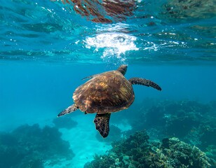 Fototapeta premium Underwater shot of a sea turtle swimming over a coral reef