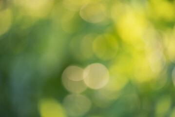 Obraz premium Defocus lights green natural. Blurred leaves. Bokeh.