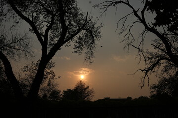Fototapeta premium Sun hiding with small clouds with trees in picture