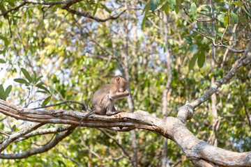 A small, young macaque with a furry face and big eyes sits on a green branch in the wild tropical forest