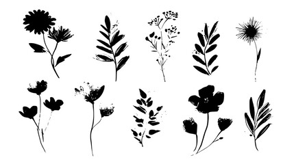 Set of black silhouette botanical illustrations on transparent background.