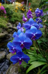 Vibrant blue orchids blossom amongst lush greenery, bathed in natural light.