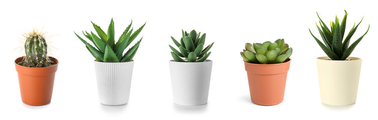 Set of succulents on white background © Pixel-Shot