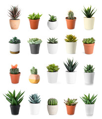 Set of succulents and cacti on white background