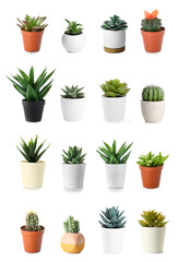 Set of succulents and cacti on white background