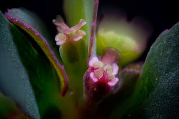 Macro photo of floral organ of milk purslane (Chamaesyce maculata) in Japan in August