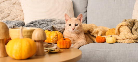 Cute cat with pumpkins and plaid lying on sofa at home