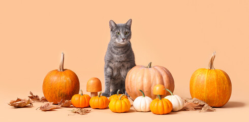 Cute cat with pumpkins, mushrooms and fallen leaves on beige background. Thanksgiving Day celebration