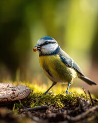 Obraz premium Blue Tit with Worm in Beak Natural Light