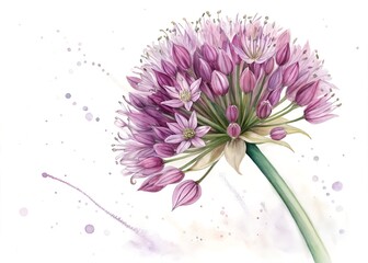 Watercolor painting of a purple allium flower isolated on white background