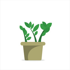 Zamioculcas Zamiifolia Decorative Plant on a Pot Colored Flat Illustration