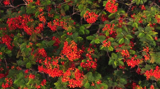 Close up shot of Royal Poinciana tree with red blossoms in tropical park walkway during summer season