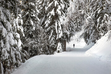  slope crossing a forest with firs covered with fresh snow in  french alps and  a little silhouette of hiker far away