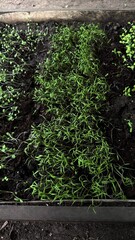 Rows of seedlings growing in a garden bed