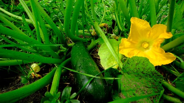 Close up of zucchini fruit and fully blooming flower while growing plant in sand rich soil