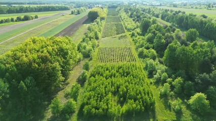 Afforestation site helping restore forest balance - Powered by Adobe