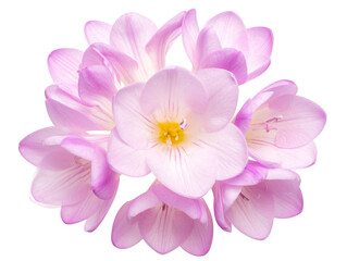 Fototapeta premium Pink Freesia Blossom Cluster, Top-Down Perspective, Transparent PNG