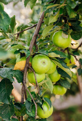 Green apples on a tree in the garden hanging from a tree branch. An orchard.