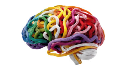 human brain on white background