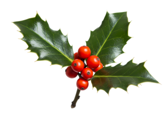 Christmas Holly Sprig with Red Berries and Green Leaves - Festive Winter Botanical Illustration isolated on transparent background