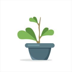 Hoya Kerri Decorative Plant on a Pot Colored Flat Illustration