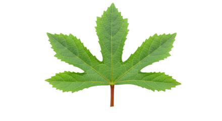 Fototapeta premium vibrant green leaf with serrated edges.