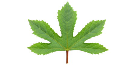 vibrant green leaf with serrated edges.