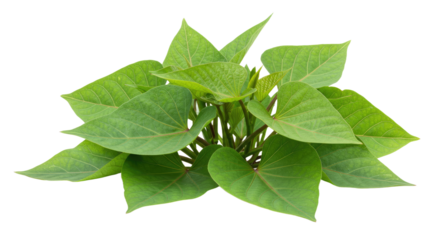 vibrant green leaves lush plant foliage.