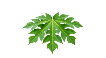 Vibrant Green Papaya Leaf Close Up 1.