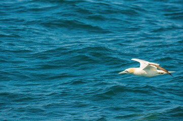 Obraz premium Northern gannet (Morus bassanus) flying low over blue ocean water. Seabird in motion with wings outstretched, captured in natural habitat in clear daylight.