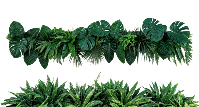 Evergreen leaves of tropical plants border (Monstera, bromeliads, fern, rubber plant,, birds nest fern) floral arrangement isolated on white background . cutout, or clipping path.	
