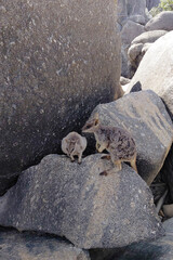 Mother and baby rock wallabies on boulders in natural habitat