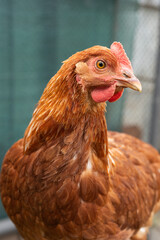 Close-up of brown hen with detailed feathers in outdoor enclosure
