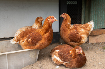 Group of red hens resting outdoors on sandy ground near chicken coop