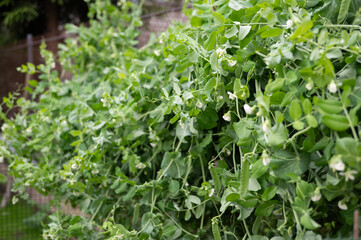 Lush green pea plant vines with blossoms in garden setting