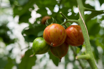 Ripening striped cherry tomatoes on vine in lush green garden setting