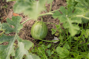 Young watermelon growing in a garden with lush green leaves and soil