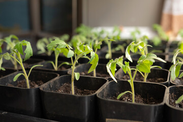 Naked Gardening Day. Young tomato seedlings in black pots on indoor window sill growing in natural light