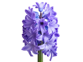 Single Purple Hyacinth Stem with Blossoms, Side View, Transparent PNG